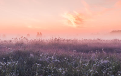 Video: Calm and Ease Meditation