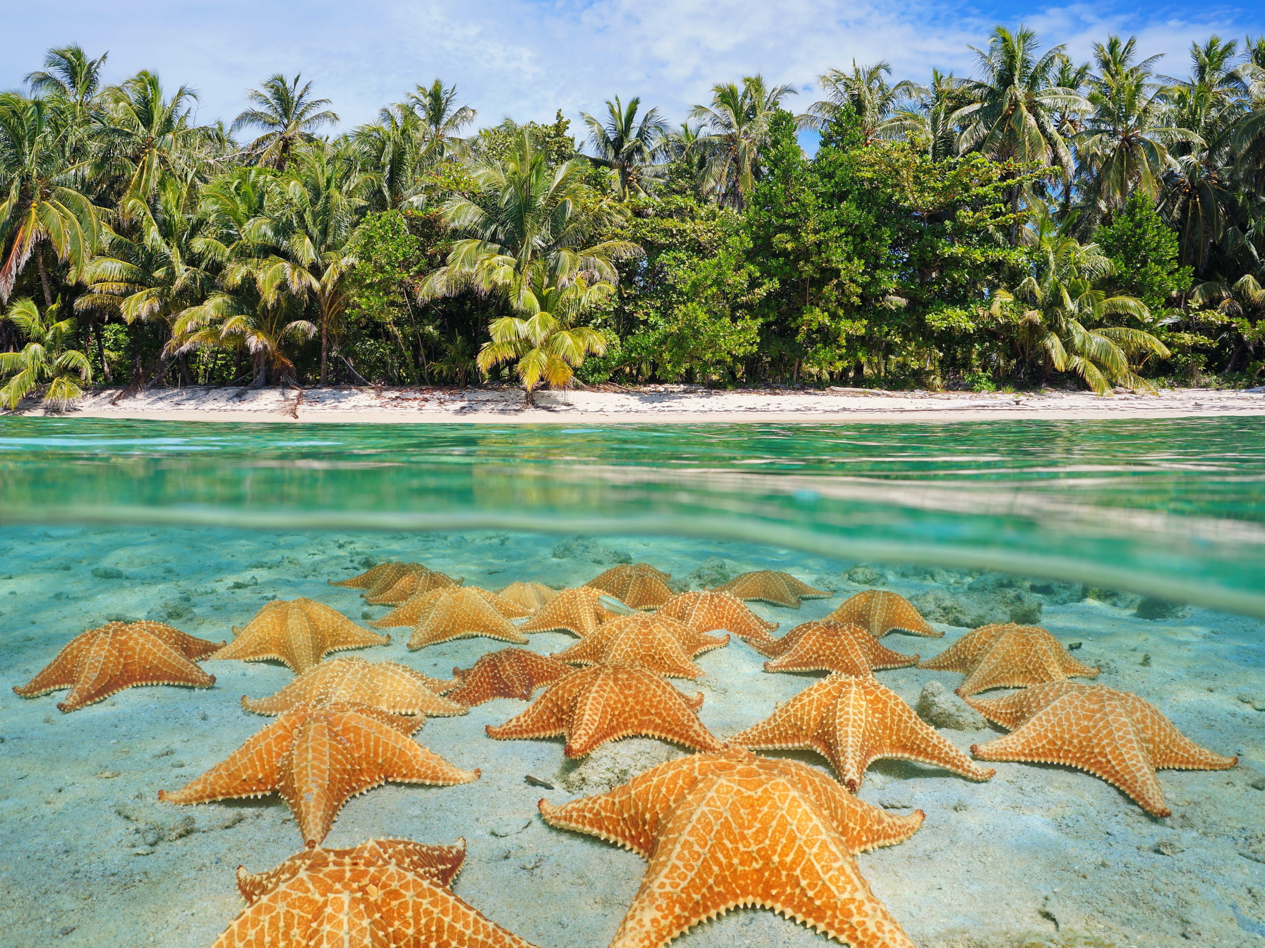 Морские звезды бассейн. Пляж морских звезд — бока дель Драго. Пляж бока-дель-Драго, Панама, Центральная Америка.. Морская звезда Фукуок. Морские звезды в Карибском море.