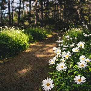 Living the Dharma in a Troubled World: Practicing Steadiness, Kindness, and Wise Response in Times of Change