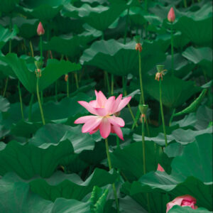 The Sacred Dialogues: Freedom of Spirit, Opening the Heart with Jack Kornfield and Ram Dass