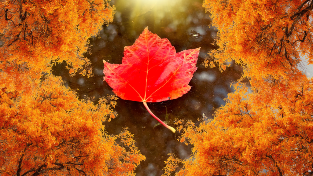 Trusting the Seasons: The Wisdom of Impermanence and Letting Go